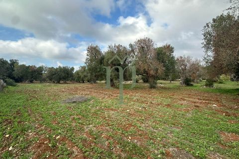 Terra a Carovigno, Brindisi, Carovigno - € 16.000 | Ref: Terreno Arrighi - foto 3